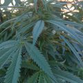 De beste anti-War on Drugs speech ooit