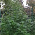De beste anti-War on Drugs speech ooit