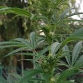 De beste anti-War on Drugs speech ooit