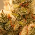 CannaTommy oogst Lemon Haze en ontkiemt nieuwe wietzaadjes