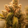6 x waarom cannabis helpt bij migraine!