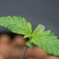 Blue Amnesia Haze is klaar voor de race