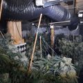 Kijk, zo ziet een illegale Britse wietkwekerij van 4 miljoen euro eruit!