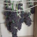Grootste cannabis & kankeronderzoek ooit