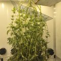 Braziliaanse dealer fopt politie met haan