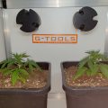 Willies nieuwe avontuur met Sneeze, Mohammed, THC gummies en meer