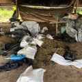 Foto-reportage: zo kweken ze illegaal wiet in Guyana (voor $489 miljoen)