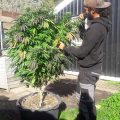 Zo stoned als Cheech & Chong