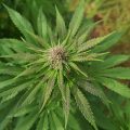 Grootste cannabis & kankeronderzoek ooit