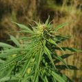 De beste anti-War on Drugs speech ooit