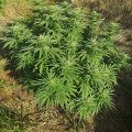 De beste anti-War on Drugs speech ooit