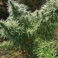 VOC: Toekomst Cannabis Social Clubs