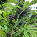 Braziliaanse dealer fopt politie met haan