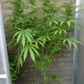 Test van Erik