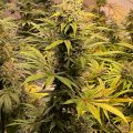 De beste anti-War on Drugs speech ooit