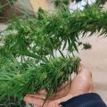 VOC: Toekomst Cannabis Social Clubs