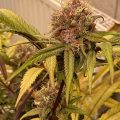 Video: Wat cannabis met creativiteit doet