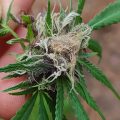 De beste anti-War on Drugs speech ooit