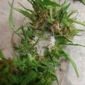 De onzin van het 'luie stoner' stereotype