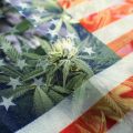 President Biden laat duizenden wietgevangenen vrij en start legalisering cannabis!