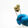 Auw... cannabis consument ervaart meer pijn bij ziekenhuis operaties
