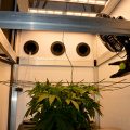 Doe jezelf een lol en hotbox je hoofd