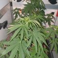 Zweedse hasjsmokkelaar klaagt over cel