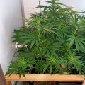 De beste anti-War on Drugs speech ooit