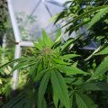 VOC: Toekomst Cannabis Social Clubs