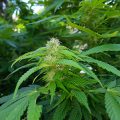 Braziliaanse dealer fopt politie met haan