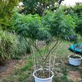 Grootste cannabis & kankeronderzoek ooit