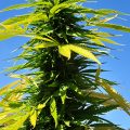 Grootste cannabis & kankeronderzoek ooit