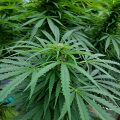 VOC: Toekomst Cannabis Social Clubs
