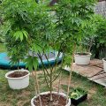 Grootste cannabis & kankeronderzoek ooit