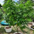 Grootste cannabis & kankeronderzoek ooit