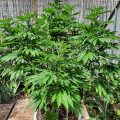 Braziliaanse dealer fopt politie met haan