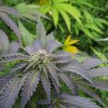 Braziliaanse dealer fopt politie met haan