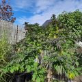Grootste cannabis & kankeronderzoek ooit