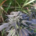 Grootste cannabis & kankeronderzoek ooit