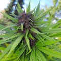 VOC: Toekomst Cannabis Social Clubs