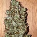 De beste anti-War on Drugs speech ooit