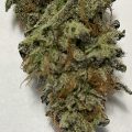 Braziliaanse dealer fopt politie met haan