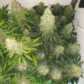 De beste anti-War on Drugs speech ooit