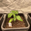 Zo stoned als Cheech & Chong