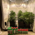 Wietideeën in 'The Marijuana Show'