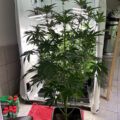 VOC: Toekomst Cannabis Social Clubs