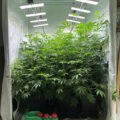 Doe jezelf een lol en hotbox je hoofd