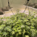 Doe jezelf een lol en hotbox je hoofd