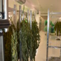Grootste cannabis & kankeronderzoek ooit