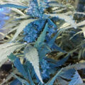 VOC: Toekomst Cannabis Social Clubs